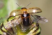 Gonioctena olivacea
