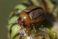 Gonioctena olivacea