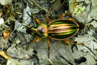 Carabus auratus