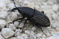 Sphenophorus