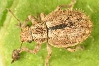 Strophosoma erinaceus