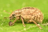 Strophosoma erinaceus