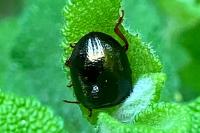 Chrysolina bankii