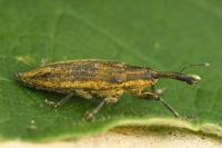 Lixus iridis