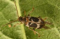 Ptinomorphus regalis