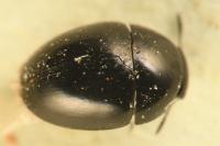 Phalacrus fimetarius