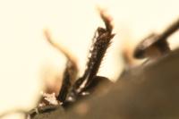 Phalacrus fimetarius