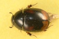 Sphaeridium scarabaeoides