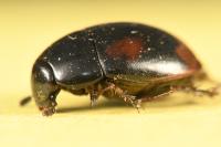 Sphaeridium scarabaeoides