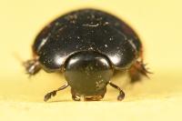 Sphaeridium scarabaeoides