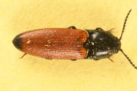 Ampedus elongatulus