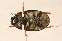 Hydrobius fuscipes
