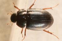 Hydrobius fuscipes
