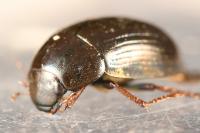 Hydrobius fuscipes