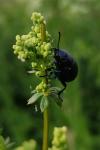 Timarcha goettingensis