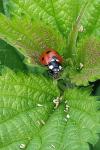 Coccinella septempunctata