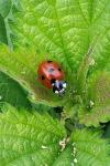 Coccinella septempunctata