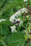 Cantharis rustica