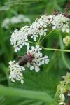 Cantharis rustica