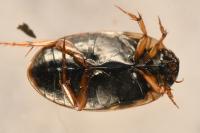 Agabus nebulosus