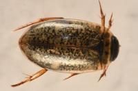 Agabus nebulosus
