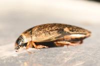 Agabus nebulosus