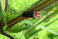 Cantharis fusca