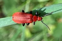 Pyrochroa serraticornis