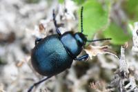 Timarcha goettingensis