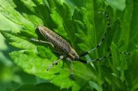 Agapanthia villosoviridescens