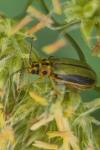 Xanthogaleruca luteola