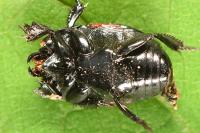 Hister quadrimaculatus
