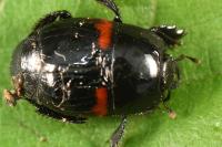 Hister quadrimaculatus