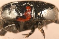 Hister quadrimaculatus