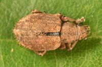 Strophosoma melanogrammum