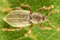 Polydrusus marginatus