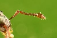 Polydrusus marginatus