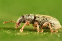 Polydrusus marginatus