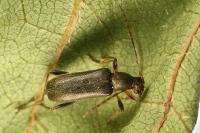 Grammoptera ruficornis