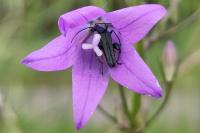 Oedemera nobilis