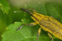 Lixus iridis