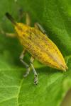 Lixus iridis