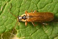 Cantharis decipiens