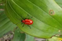 Lilioceris lilii