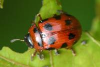 Gonioctena decemnotata