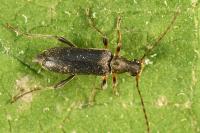 Grammoptera ruficornis