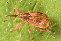 Anthonomus rectirostris