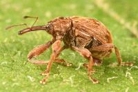 Anthonomus rectirostris