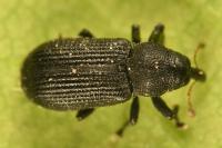 Magdalis flavicornis