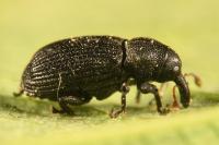 Magdalis flavicornis